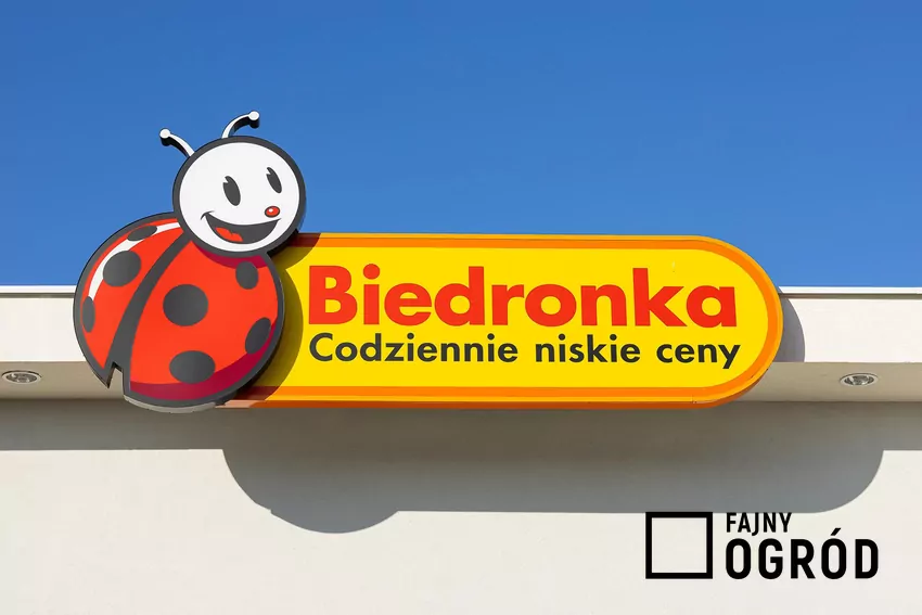 Promocja na słodycze Kinder w Biedronce