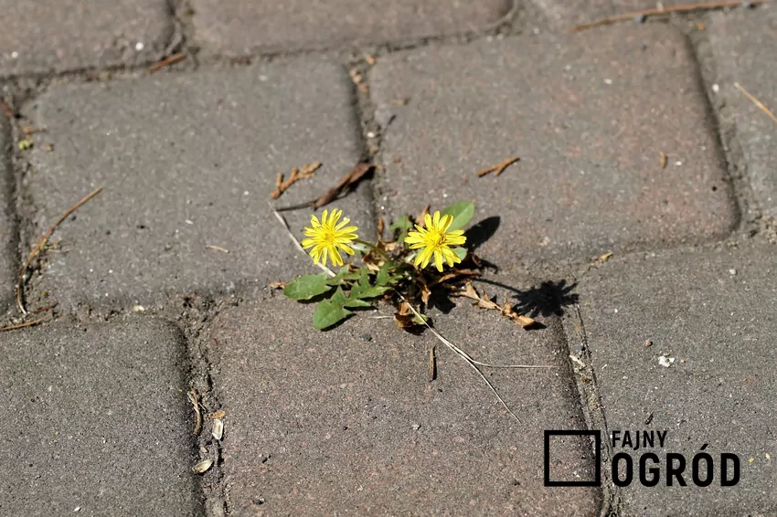 Mocny i bardzo długi korzeń palowy mniszka może sięgać do dwóch metrów w głąb ziemi