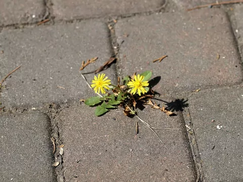 Mniszek pospolity na trawniku