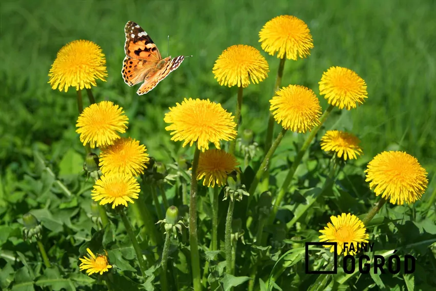 Cała roślina jest jadalna, a mleczny sok nie jest trujący
