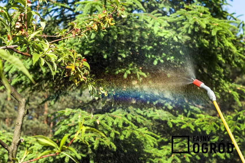 Wiosenne opryski drzew owocowych Wiosenne opryski drzew owocowych