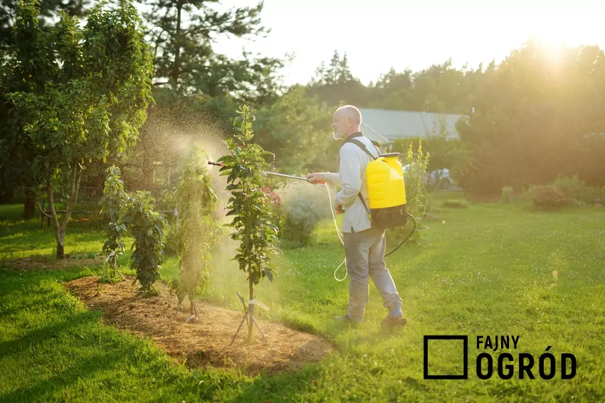 Wiosenne opryski drzew owocowych Opryskiwacz