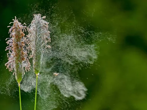 Aktualne pylenie - co pyli teraz