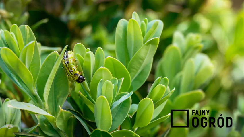 Gąsienica na bukszpanie w ogrodzie, a także porady, jak skutecznie zwalczyć gąsienice na bukszpanie bez tajemnic