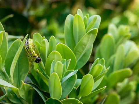 Zwalczanie gąsienic na bukszpanie