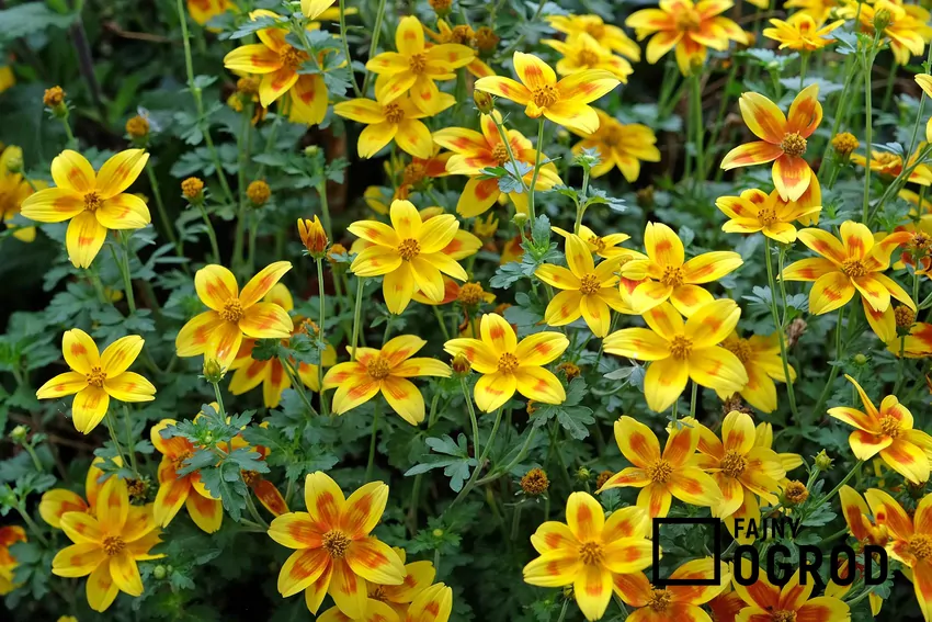 Liczne odmiany uczepu rózgowatego rozwijają kwiaty w rożnych kolorach i odcieniach