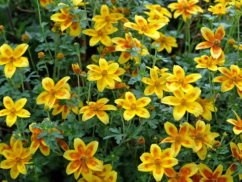 Uczep rózgowaty na balkonie