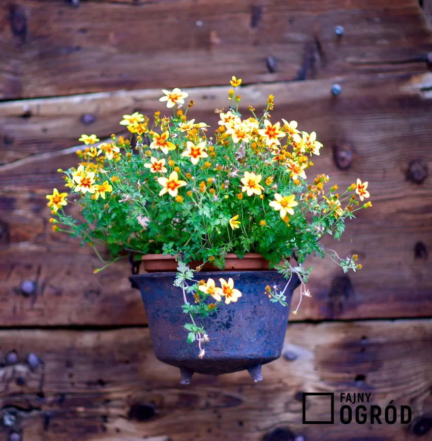 Uczep rózgowaty stanowi efektowną ozdobę balkonu od maja do października