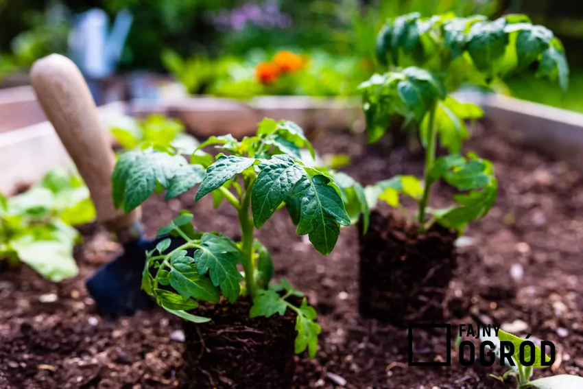 Jak podlewać sadzonki pomidorów