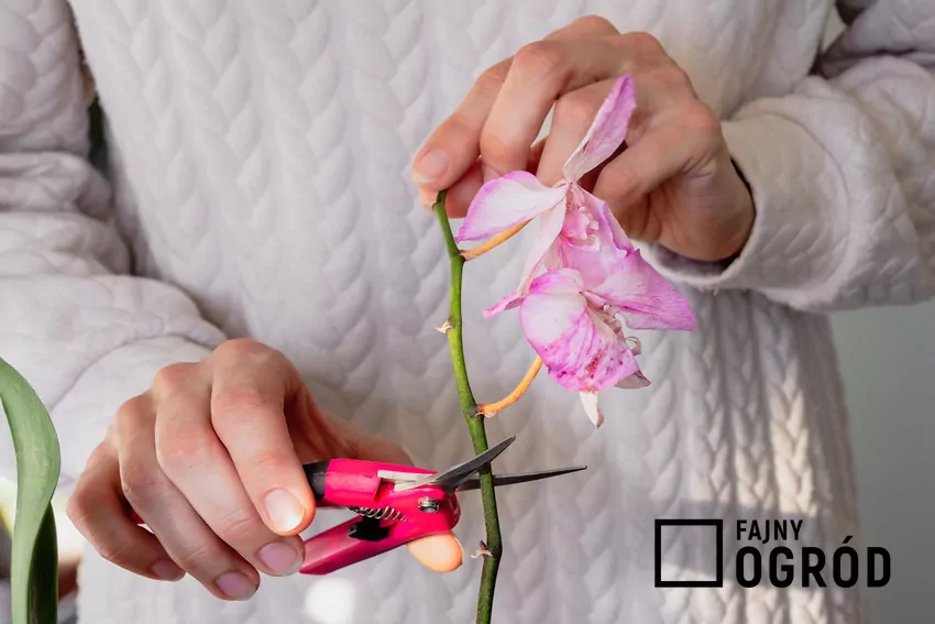 Jak przycinać storczyki krok po kroku - poradnik praktyczny