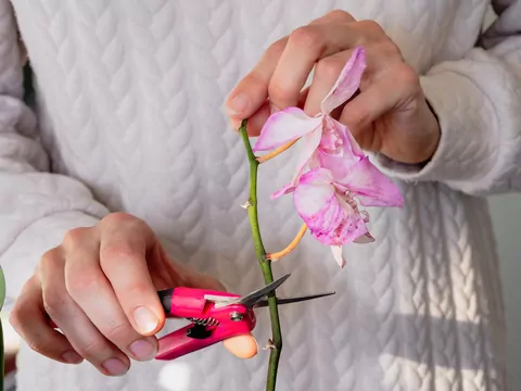 Przycinanie storczyków krok po kroku