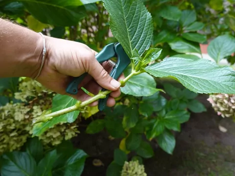 Czego nie robić z hortensjami po zimie?