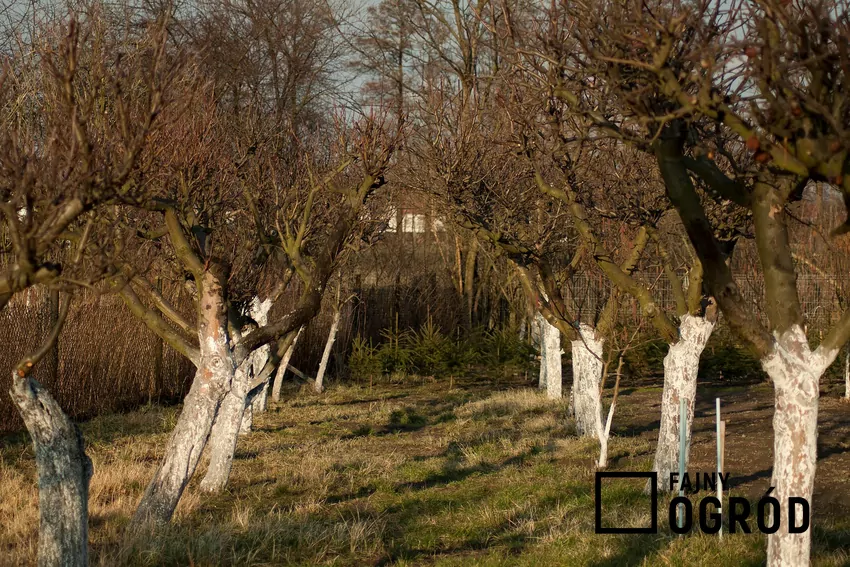 Opryski olejem rzepakowym i bielenie pni wapnem stanowi ekologiczną formę ochrony drzew owocowych