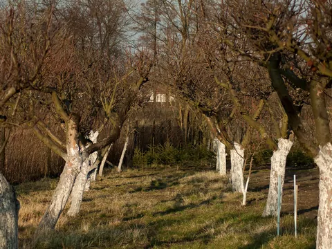 Wiosenne opryski drzew owocowych i krzewów