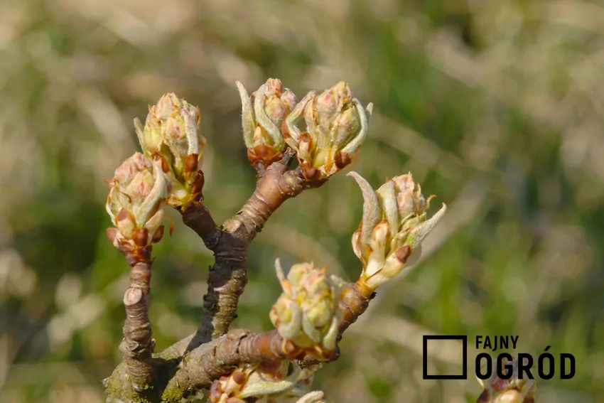 Ważne jest wykonanie oprysków ochronnych przed rozwojem liści