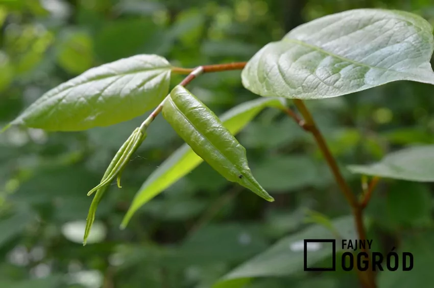 Liście rdestowca japońskiego