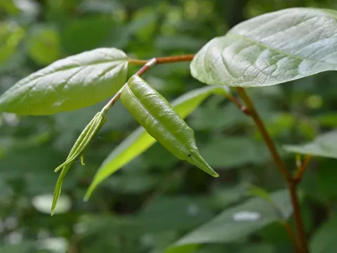 Zakazane rośliny w ogrodzie