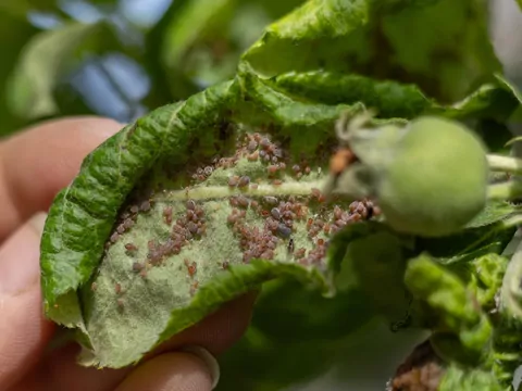 Mszyce na drzewach owocowych