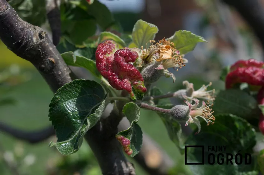 Rozpoznanie mszycy ułatwia zwalczanie szkodnika - mszyca karminówka