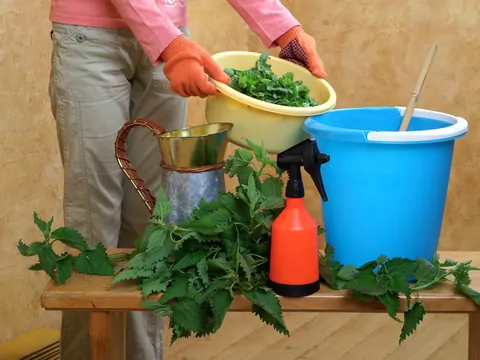 Gnojówka z pokrzyw: skład i nawożenie