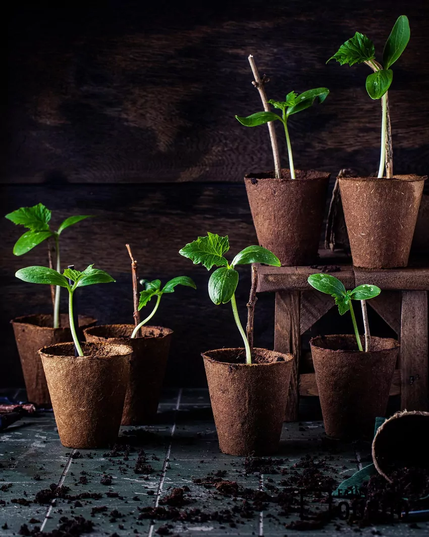 Ogórki nie znoszą pikowania, dlatego trzeba je siać pojedynczo w stosunkowo duże doniczki