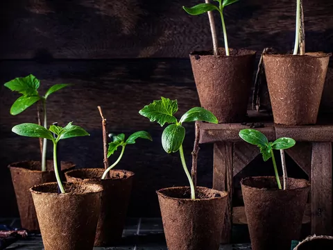 Wysiew ogórków na rozsadę