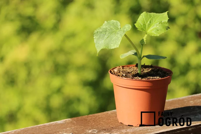 Przed posadzeniem do gruntu, młode ogórki należy przyzwyczaić do warunków zewnętrznych