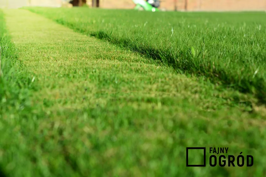 Częściowo skoszony trawnik, a także sposoby na strzyżenie i koszenie trawników