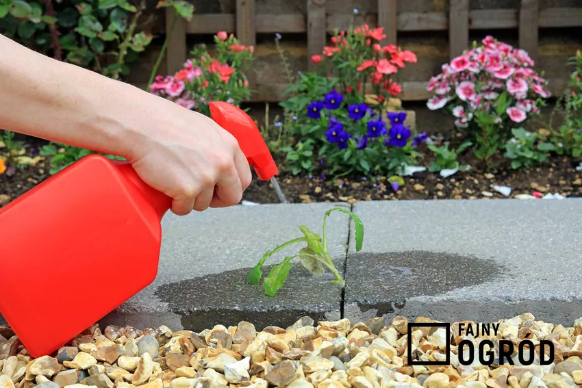 Oprysk na chwasty w ogrodzie i na trawie, czyli opryskiwanie chwastów i polecane środki do zwalczania chwastów