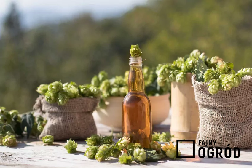 Piwo i szyszki chmielu oraz odpowiedź na pytanie, z czego robi się piwo i jakie dokładnie są składniki na piwo