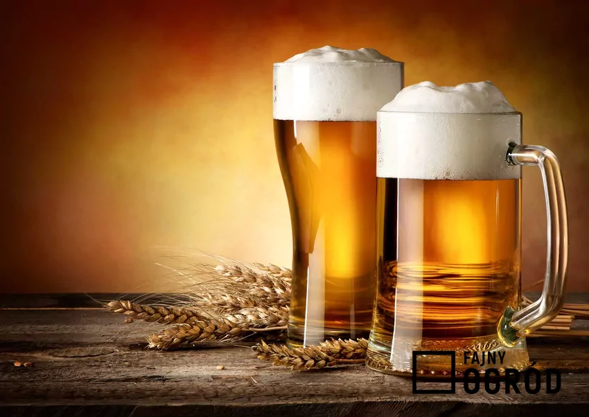 Piwo domowej roboty w kuflach oraz odpowiedź na pytanie, z czego robi się piwo i jaki jest skład piwa