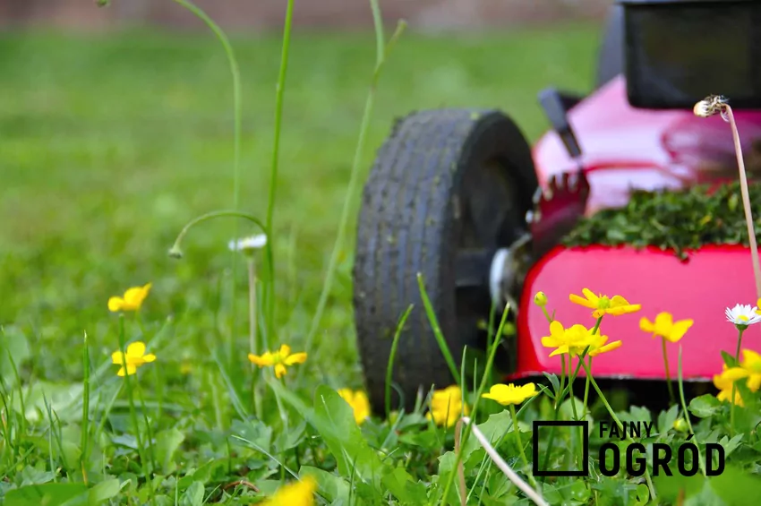 Koszenie trawy w ogrodzie i czerowna kosiarka oraz zalecana wysokość koszenia trawy jesienią i wiosną oraz częstotliwość