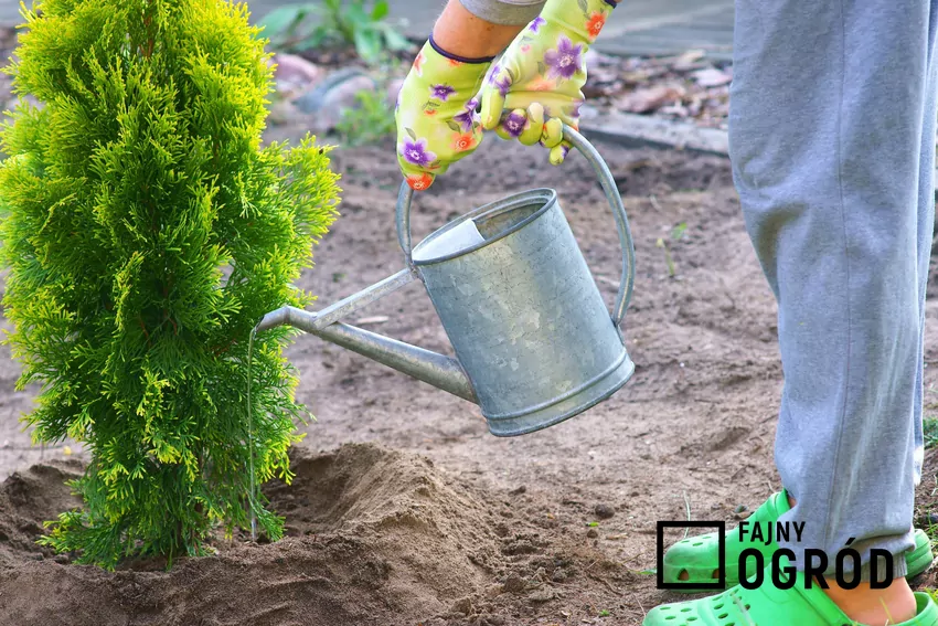 Podlewania małej tui konewką w ogrodzie, a także porady, jak często podlewać tuje w ogrodzie