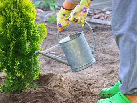 Jak podlewać tuje: zasady