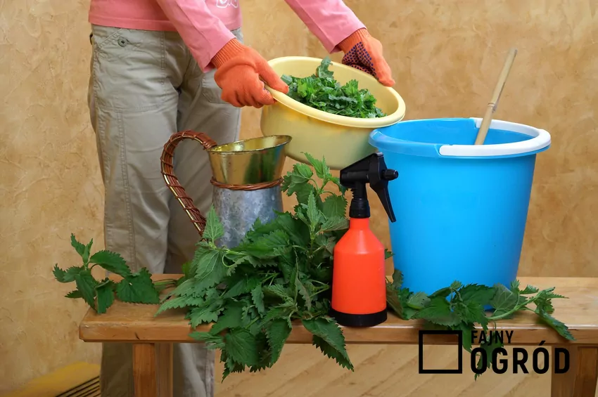 Świeża pokrzywa oraz oprysk z pokrzywy, czyli pokrzywa na mszyce, a także oprysk gnojówką z pokrzyw na pomidory