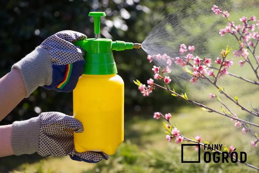 Oprysk z pokrzywy, czyli pokrzywa na mszyce, a także oprysk gnojówką z pokrzyw na pomidory i inne warzywa w ogrodzie