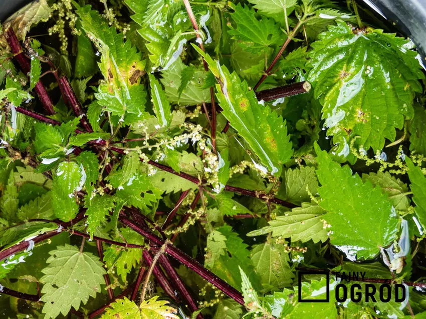 Liście pokrzywy podczas przygotowywania nawozu, a także porady, czego nie podlewać gnojówką z pokrzyw krok po kroku
