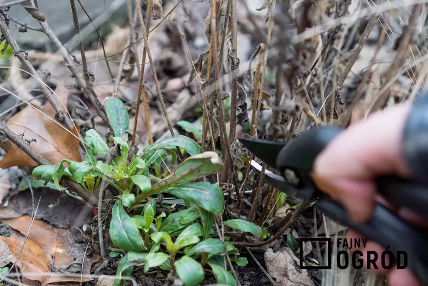 Część nadziemna bylin obumiera i trzeba ją przyciąć