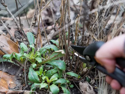Kiedy przycinać byliny?