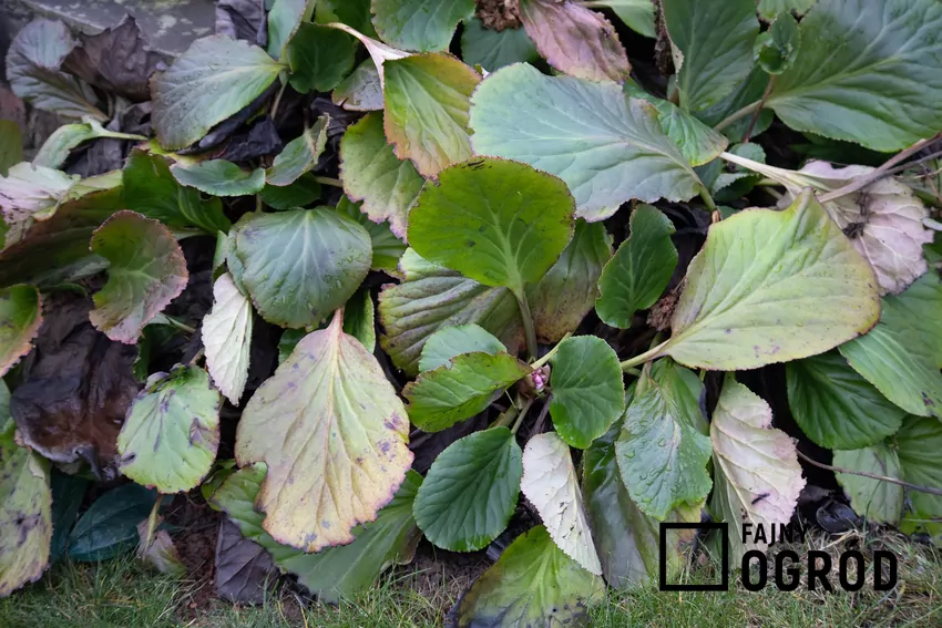 Byliny zimozielone wystarczy na wiosnę oczyścić z suchych i uszkodzonych liści