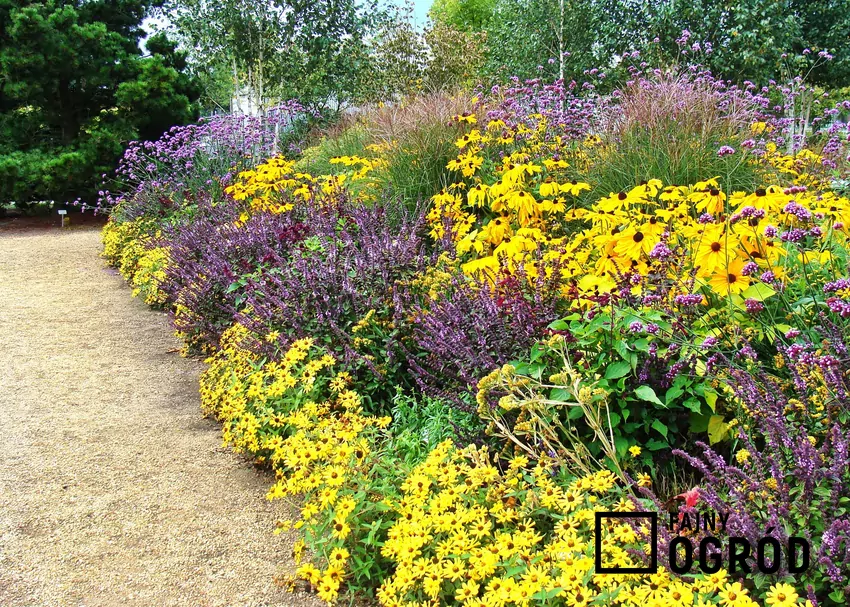 Róznorodność gatunków roślin wieloletnich umożliwia tworzenie barwnych kompozycji