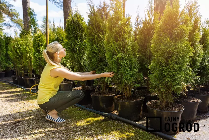 Jak daleko sadzić tuje od granicy działki?