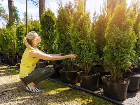 Jak daleko sadzić tuje od granicy działki?