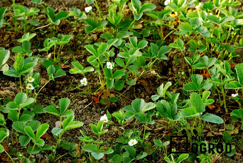 Nadmiar nawozu może negatywnie wpłynąć na rozwój truskawek