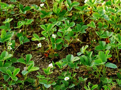 Pielęgnacja truskawek wiosną