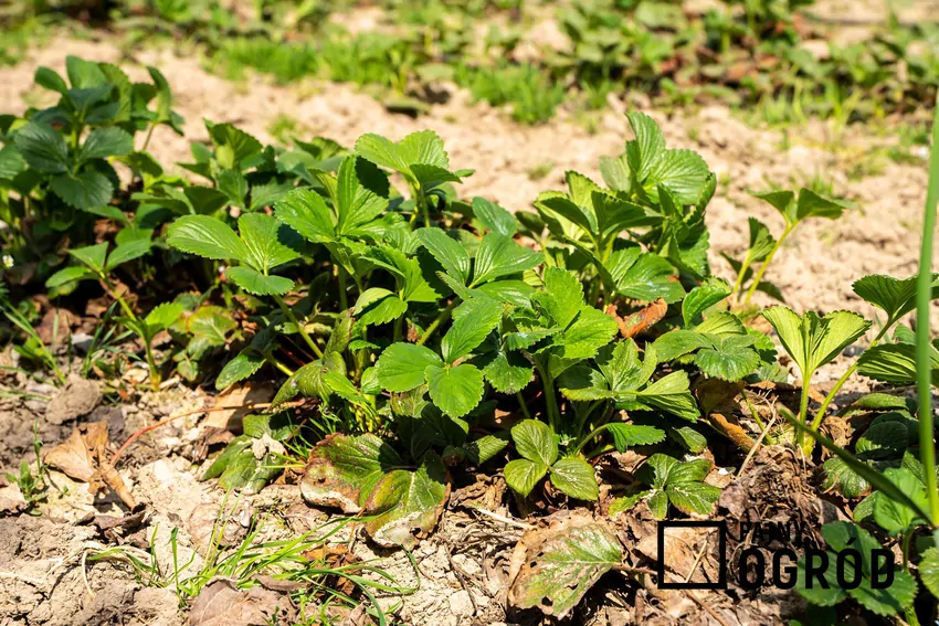 Wiosną truskawki wymagają usunięcia starych liści oraz pielenia