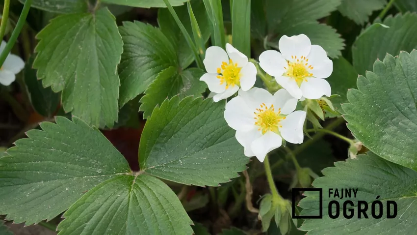 Podlewając truskawki, należy zwracać uwagę, aby nie moczyć liści i kwiatów