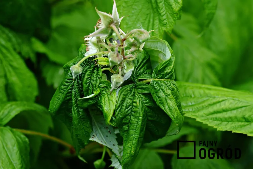 Mszyce wiosną w ogrodzie