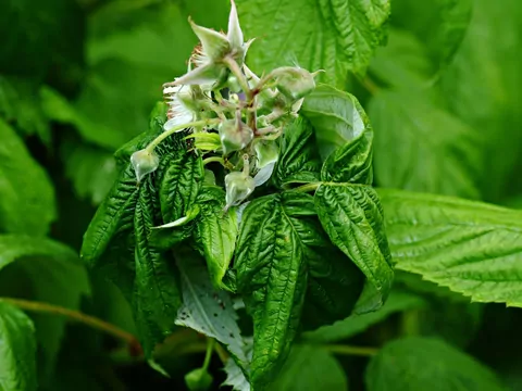 Mszyce wiosną w ogrodzie