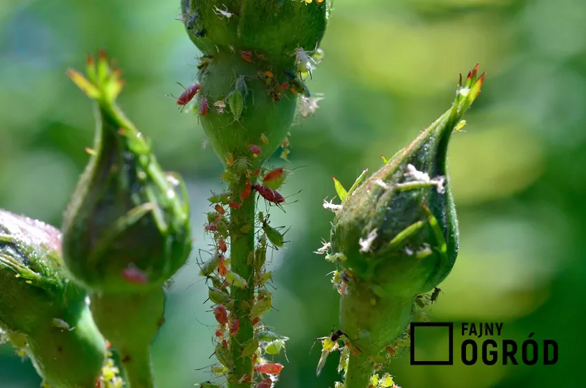 Mszyce chętnie zasiedlają delikatne i soczyste części roślin